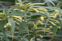 Acacia melanoxylon